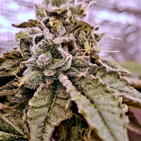 Platinum Shoes growlog timeline photo