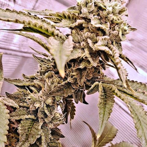 Platinum Shoes growlog timeline photo