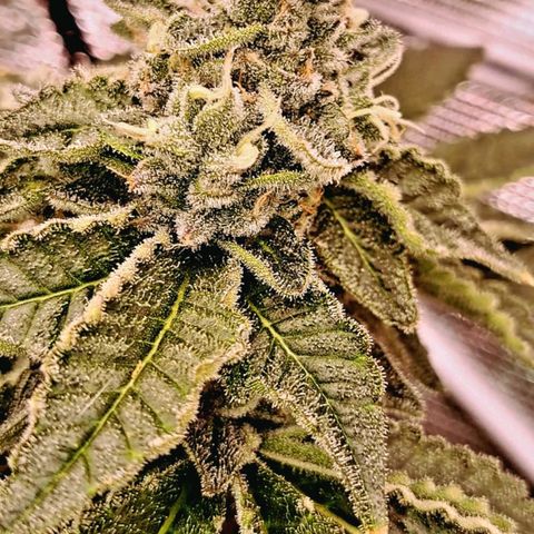 Platinum Shoes growlog timeline photo