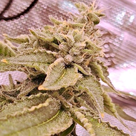 Platinum Shoes growlog timeline photo
