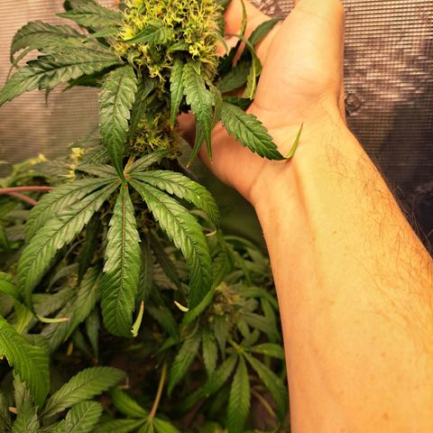 Medi-Pak (broad-leaf pheno) growlog timeline photo