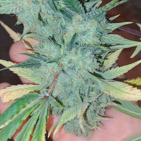 Pugs Breath (bwcc cut) growlog timeline photo