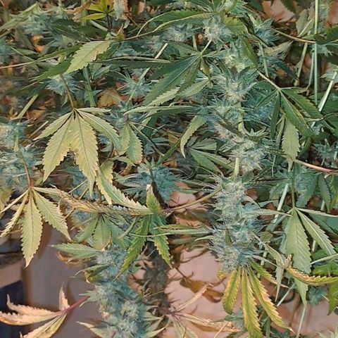 Pugs Breath (bwcc cut) growlog timeline photo