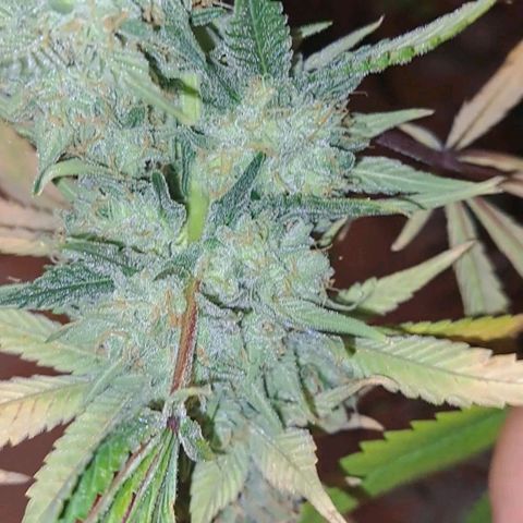Pugs Breath (bwcc cut) growlog timeline photo
