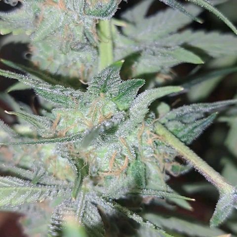 Pugs Breath (bwcc cut) growlog timeline photo