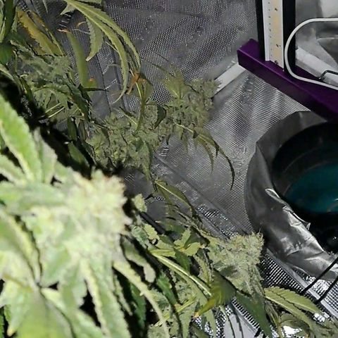 Platinum Shoes growlog timeline photo