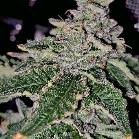 Platinum Shoes growlog timeline photo