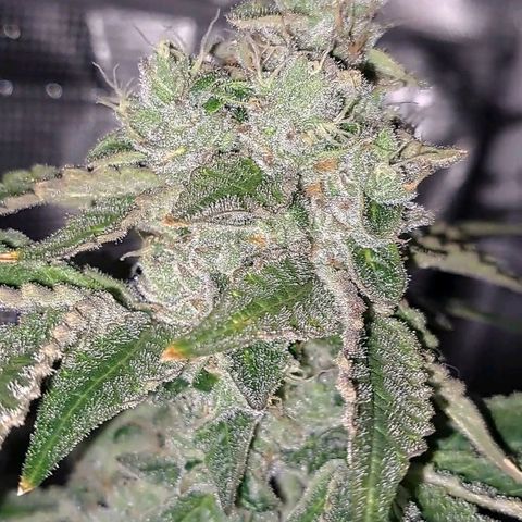 Platinum Shoes growlog timeline photo