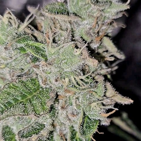 Platinum Shoes growlog timeline photo