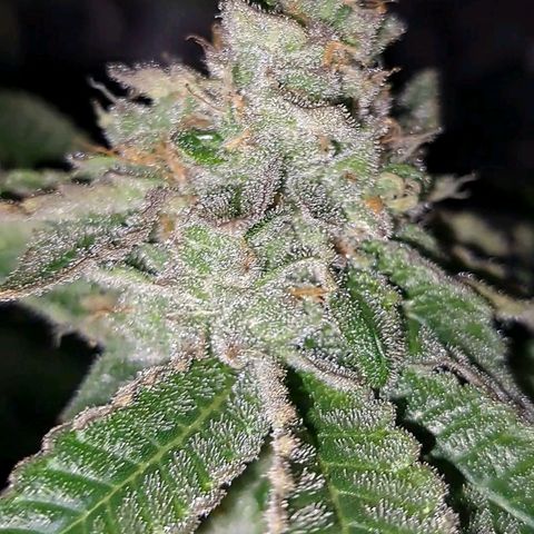 Platinum Shoes growlog timeline photo