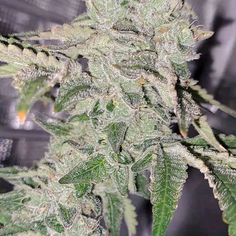 Platinum Shoes growlog timeline photo