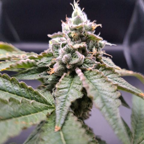 Platinum Shoes growlog timeline photo