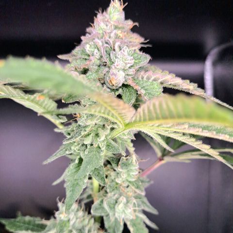 Platinum Shoes growlog timeline photo