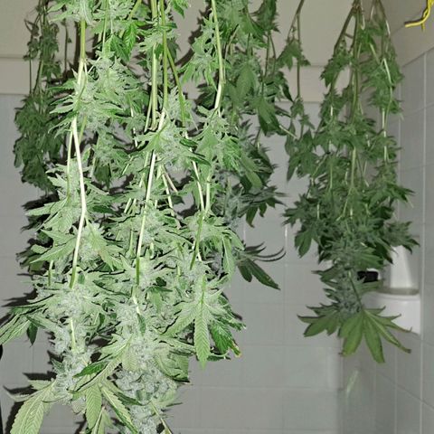 Platinum Shoes growlog timeline photo