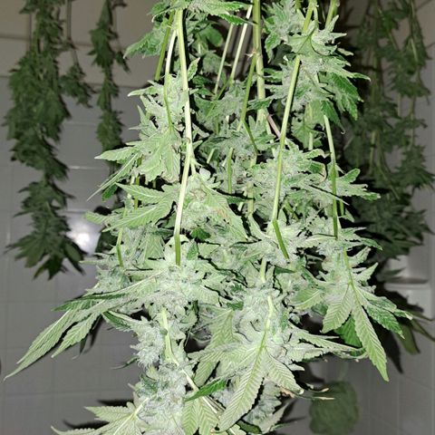 Platinum Shoes growlog timeline photo