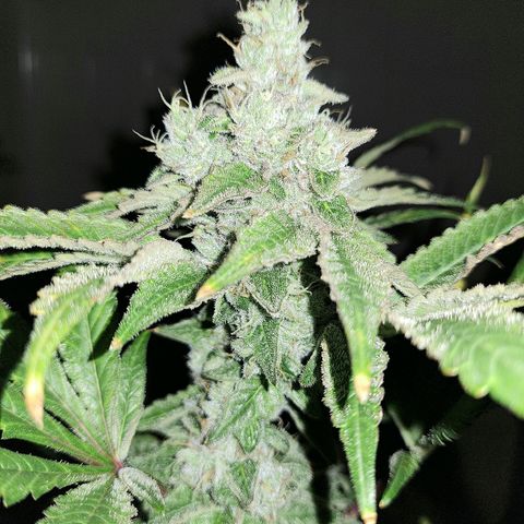 Platinum Shoes growlog timeline photo