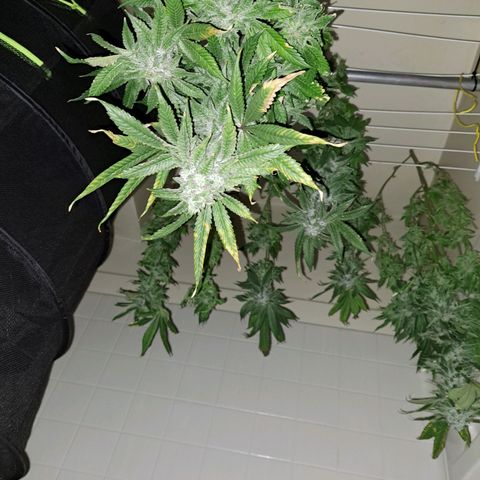 Platinum Shoes growlog timeline photo