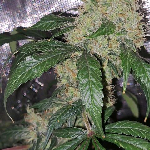 Medi-Pak (broad-leaf pheno) growlog timeline photo