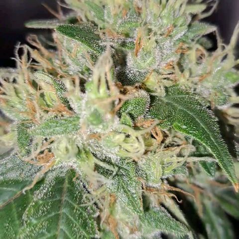 Medi-Pak (broad-leaf pheno) growlog timeline photo
