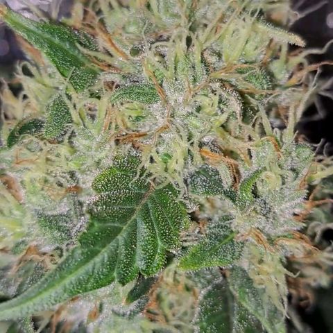 Medi-Pak (broad-leaf pheno) growlog timeline photo