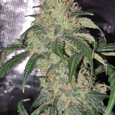 Medi-Pak (broad-leaf pheno) growlog timeline photo