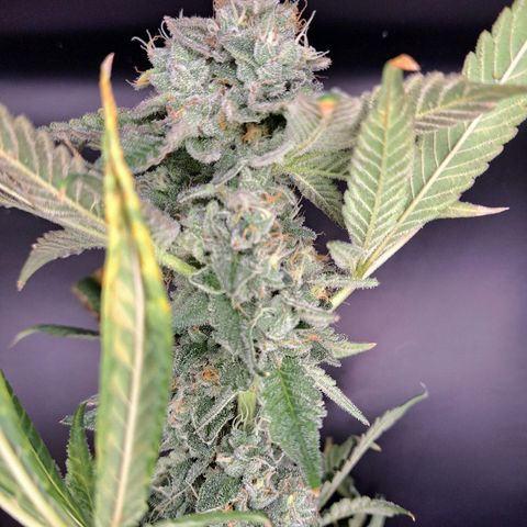 Platinum Shoes growlog timeline photo