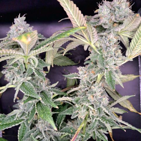 Platinum Shoes growlog timeline photo
