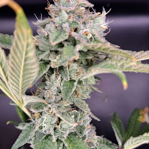 Platinum Shoes growlog timeline photo