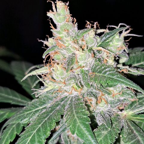 Medi-Pak (broad-leaf pheno) growlog timeline photo