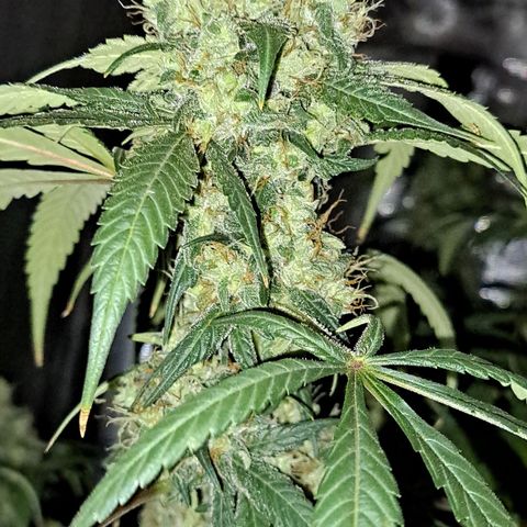 Medi-Pak (broad-leaf pheno) growlog timeline photo