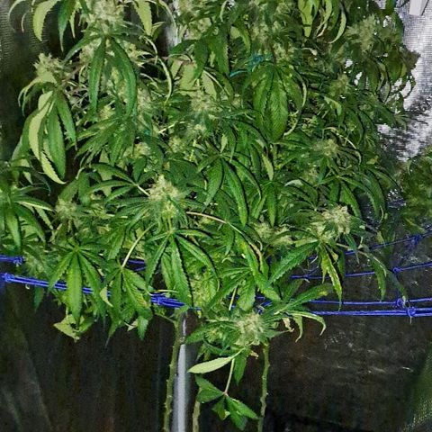 Medi-Pak (broad-leaf pheno) growlog timeline photo