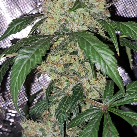Medi-Pak (broad-leaf pheno) growlog timeline photo