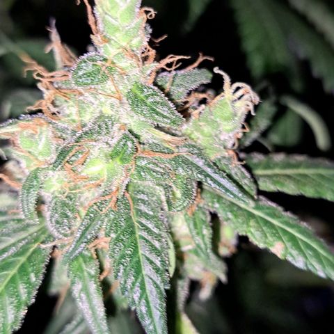 Medi-Pak (broad-leaf pheno) growlog timeline photo