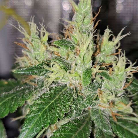 Medi-Pak (broad-leaf pheno) growlog timeline photo