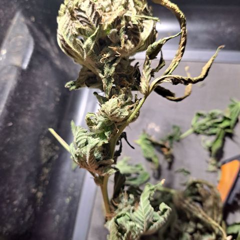 Platinum Shoes growlog timeline photo