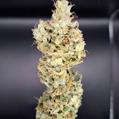 Platinum Shoes growlog timeline photo