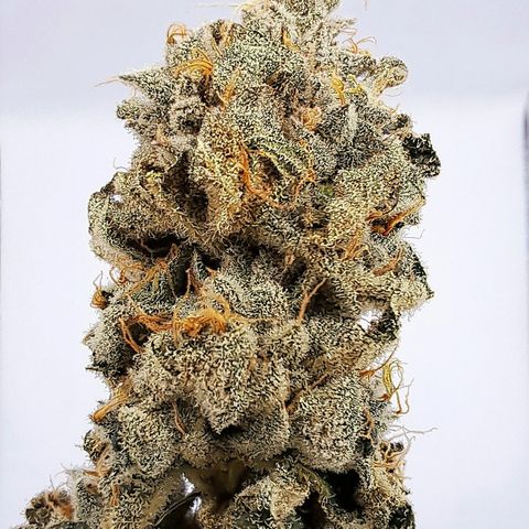 Platinum Shoes growlog timeline photo