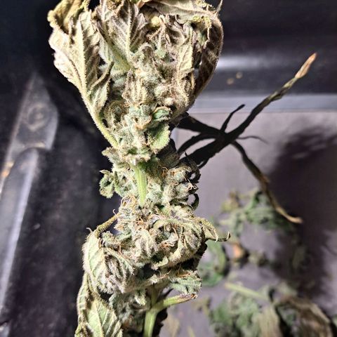 Platinum Shoes growlog timeline photo