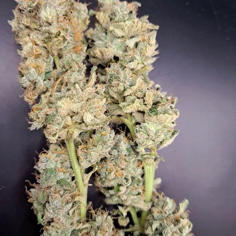 Platinum Shoes growlog timeline photo
