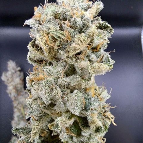 Platinum Shoes growlog timeline photo