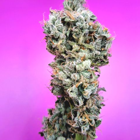 Platinum Shoes growlog timeline photo