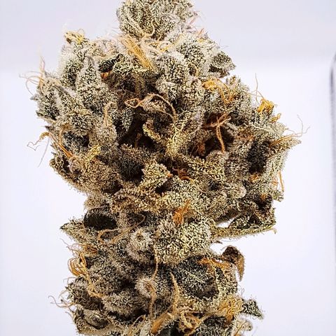 Platinum Shoes growlog timeline photo