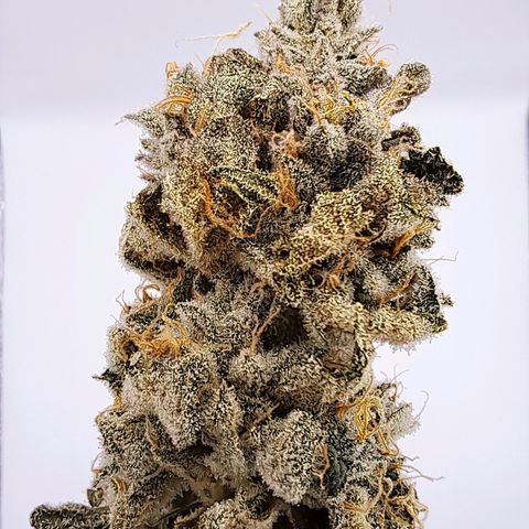 Platinum Shoes growlog timeline photo