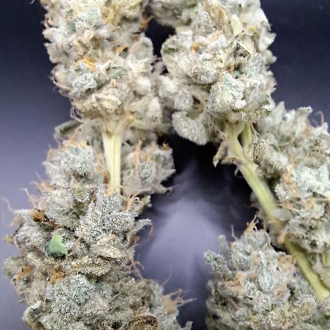 Platinum Shoes growlog timeline photo