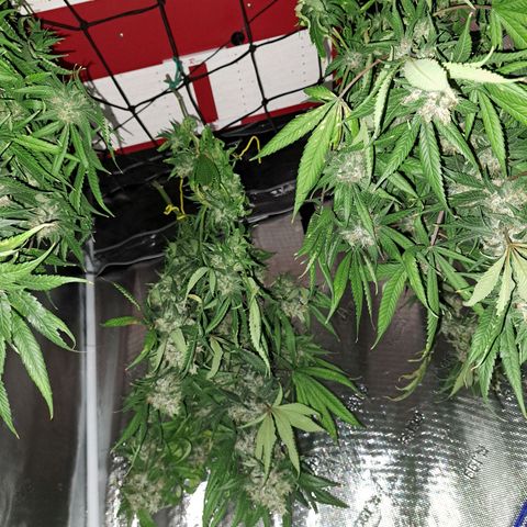 Medi-Pak (broad-leaf pheno) growlog timeline photo