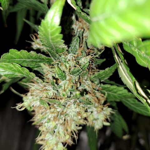 Medi-Pak (broad-leaf pheno) growlog timeline photo