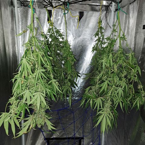Medi-Pak (broad-leaf pheno) growlog timeline photo