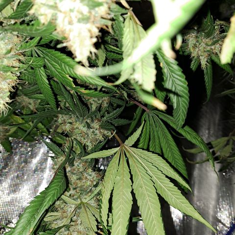 Medi-Pak (broad-leaf pheno) growlog timeline photo