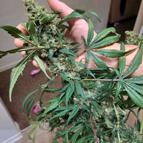 Medi-Pak (broad-leaf pheno) growlog timeline photo