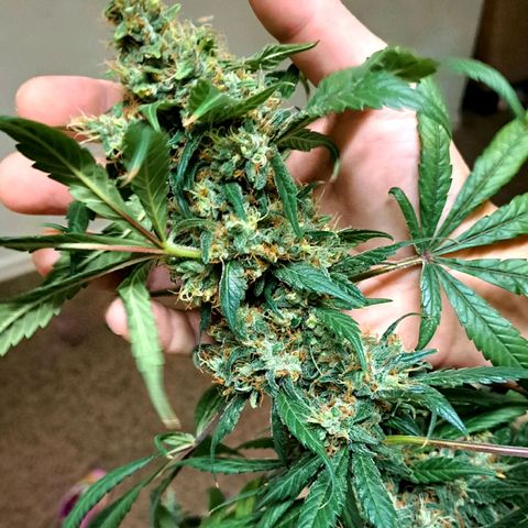 Medi-Pak (broad-leaf pheno) growlog timeline photo